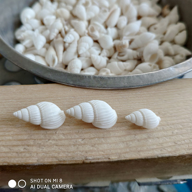 Натуральные раковины Zeuxis и  – обзор и цена Marine Aquarium & Regional Centre